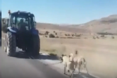 Sivas'ta iki köpeği traktöre bağladı! Vali kayıtsız kalmadı gözaltına alındı - Resim: 0