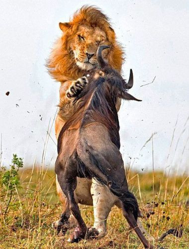 Vahşi doğadan inanılmaz anlar - Resim: 4