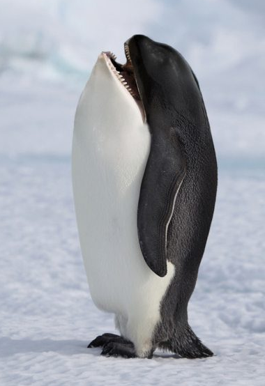 Hayvanları hiç böyle görmediniz - Resim: 2