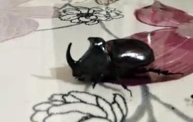 Dünya'nın en güçlü hayvan türlerinden biri! Gergedan böceği nerede bulundu - Resim: 1