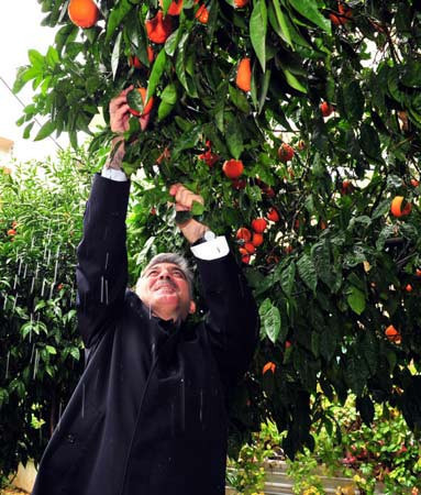 Gül portakal bahçesinde - Resim: 3