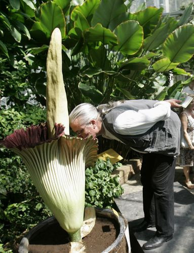 Dünyanın en büyük çiçeği - Resim: 3