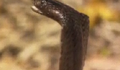 Kobra zehirini işte böyle püskürttü - Resim: 4