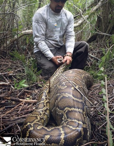 Dev pitonun karnından çıkan herkesi şok etti! - Resim: 1