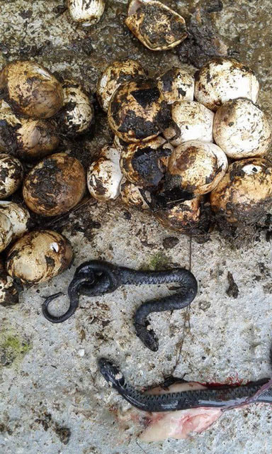 Yuvasını görünce dehşete düştüler! Mahalleli tedirgin - Resim: 4