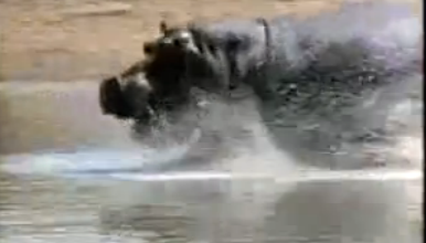 Su aygırı antilopu timsahtan böyle kurtardı  - Resim: 4