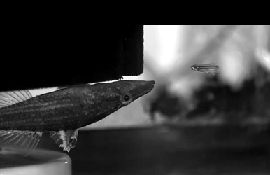 Büyük balığın küçük balığı yuttuğu an - Resim: 1