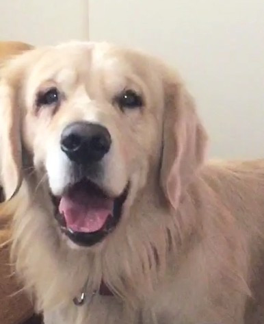 Köpeğinizin gözünde akıntı varsa dikkat! - Resim: 2