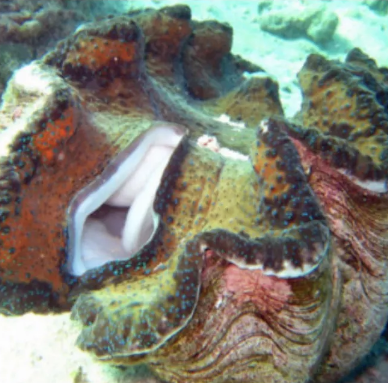 Dünya böylesini ne gördü ne duydu cinsel organını istiridye soktu - Resim: 1