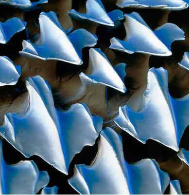 Yakından bak şaşır! - Resim: 2