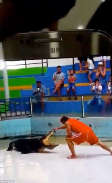 Timsah gösterisinde dehşet anları görüntülendi - Resim: 3