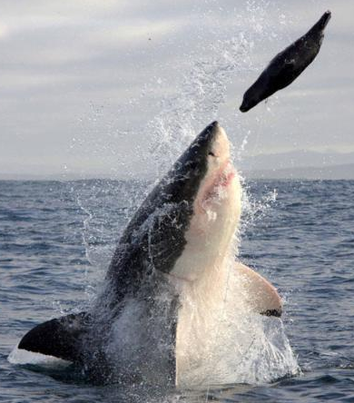 Dev köpekbalığı avına böyle saldırdı! - Resim: 3