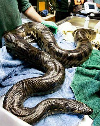 Dev piton ineği yuttu! - Resim: 1