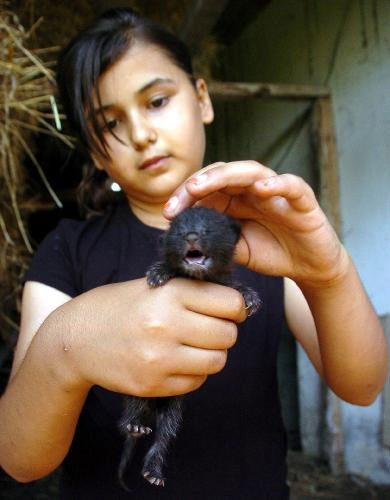 Kedi mi köpek mi? - Resim: 4