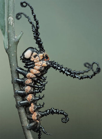 Olağanüstü yaratıklar - Resim: 3