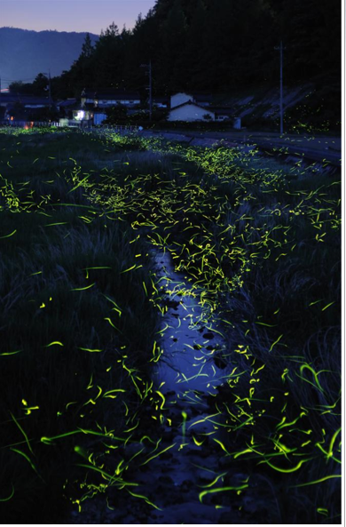 İnternetin yeni fenomeni - Resim: 3