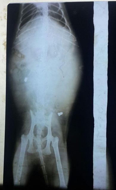 İzmir'de sahipli kedi tüfekle vuruldu - Resim: 3