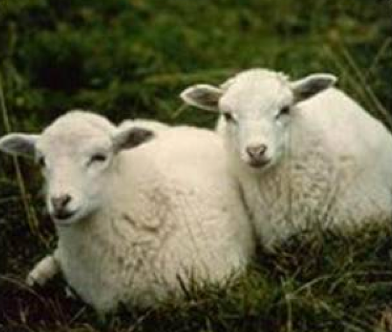 En ilginç 10 ölüm! - Resim: 4