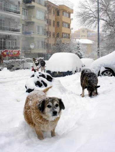 Başkent beyaz esarete teslim - Resim: 3