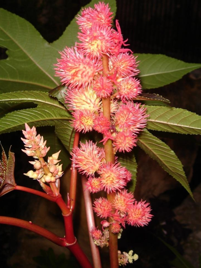 Bu bitkiler öldürüyor - Resim: 3