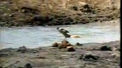 Su aygırı antilopu timsahtan böyle kurtardı  - Resim: 2