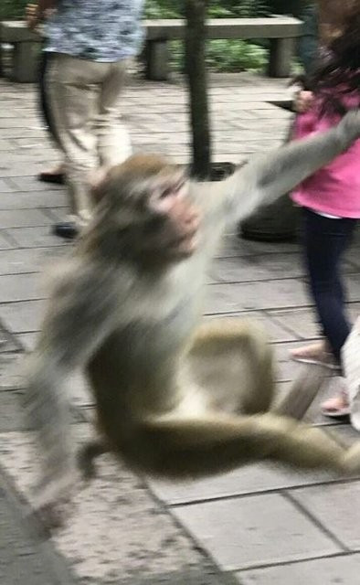 1 saniye sonra olanlar oldu! Maymunun yanıdan geçecekken - Resim: 4