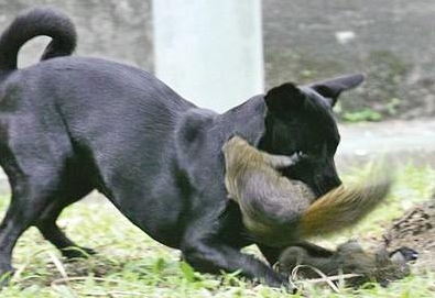 Yavrusu için böyle savaştı - Resim: 3