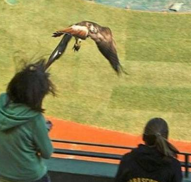 Hayvanların dehşet saçtığı anlar! - Resim: 3