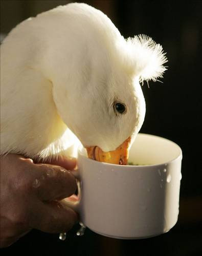 İnternetin rekor kıran kareleri - Resim: 1