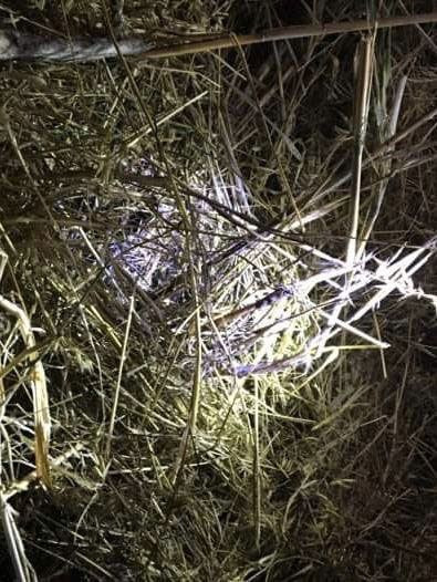 Yarı çıplak, parçalara ayrılmış cesedi bulundu! Katili kaçak mülteci çıktı - Resim: 4