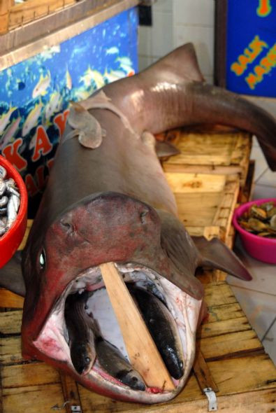 Bu canavarlar Ege'den çıktı! - Resim: 4