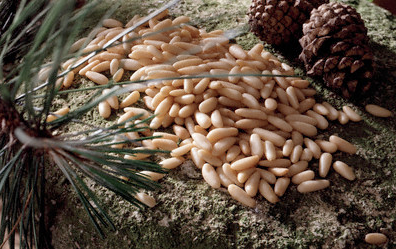 Bu fıstık çok işe yarıyor! - Resim: 1