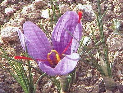 Bu bitkinin faydaları saymakla bitmez - Resim: 3