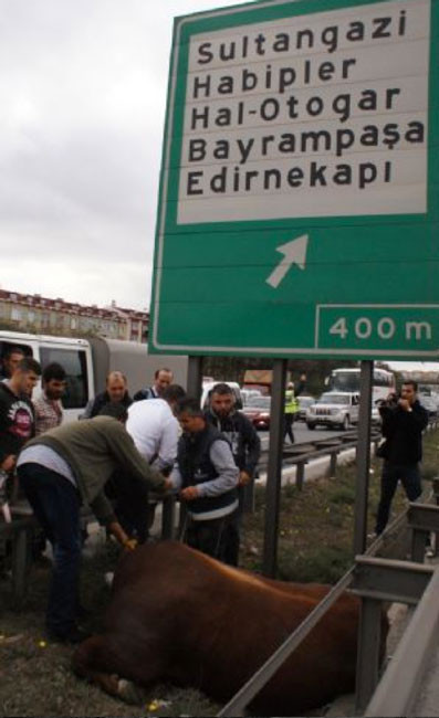 Yurttan kurbanlık manzaralar - Resim: 1