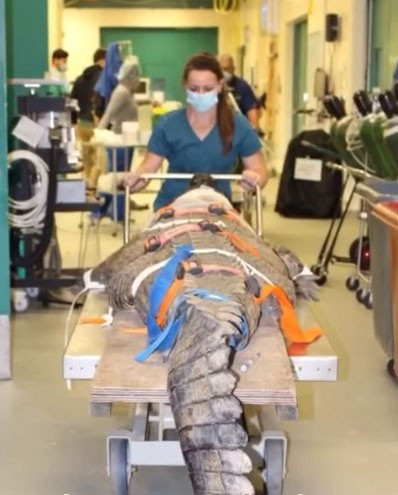 ABD’de dev timsah yutmuştu 2 ay sonra güçlükle çıkardılar - Resim: 0