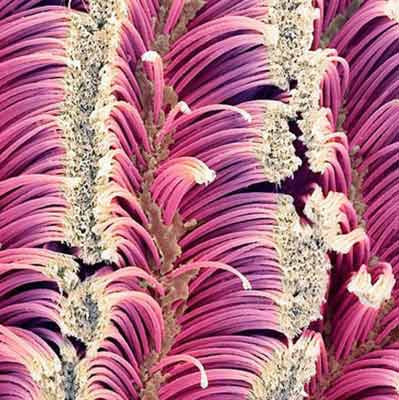 Yakından bak şaşır! - Resim: 4