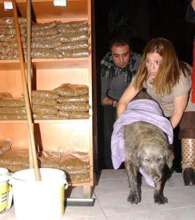 Pet shopta can pazarı! - Resim: 3