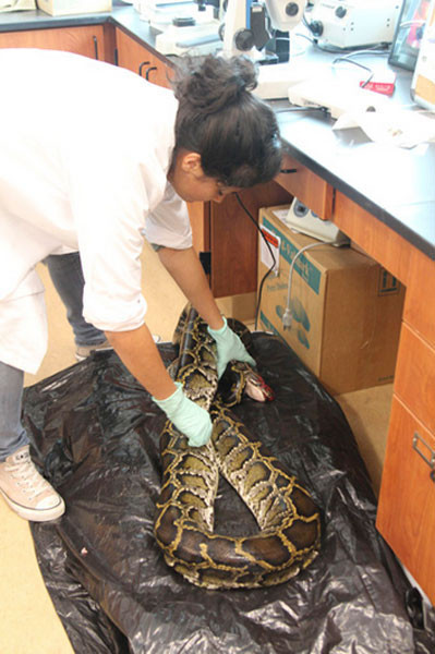 Bu piton dünyaları yutuyor - Resim: 3