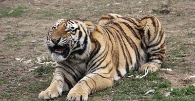 Kaplanlar cambazlara çok sinirlendi - Resim: 2