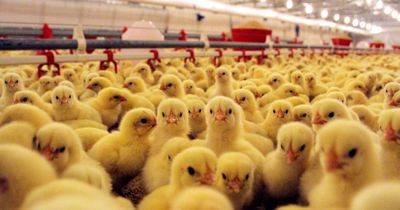 Hayvanseverleri çıldırtan karar! Erkek civcivler ezilerek öldürülecek - Resim: 3