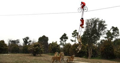 Kaplanlar cambazlara çok sinirlendi - Resim: 1