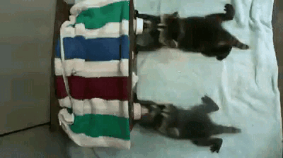 Bu gifler sizi çok şaşırtacak - Resim: 1