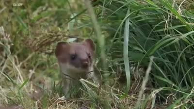 Gelinciğin  saniye saniye tavşan avı! - Resim: 1