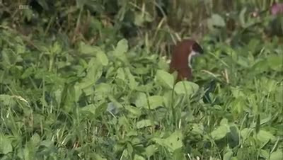 Gelinciğin  saniye saniye tavşan avı! - Resim: 2