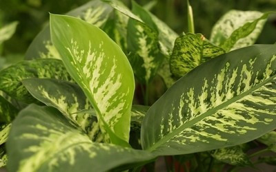 Evinizde bu bitki varsa dikkat! - Resim: 1