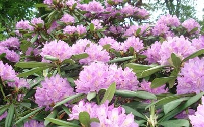 Evinizde bu bitki varsa dikkat! - Resim: 2