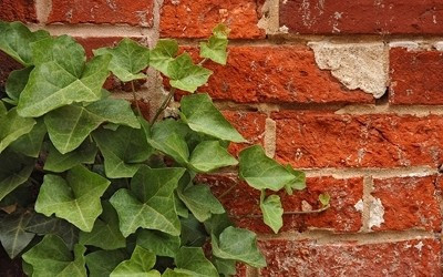 Evinizde bu bitki varsa dikkat! - Resim: 3