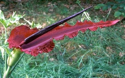 Evinizde bu bitki varsa dikkat! - Resim: 4