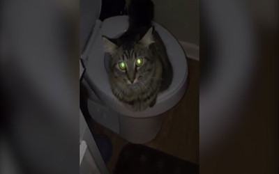 İnsan gibi tuvaletini yapan akıllı kedi