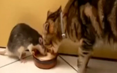 Kedi ve farenin dostluğu görenleri şaşırtıyor